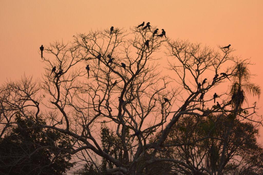 Araras na Fazenda São Francisco Perigara