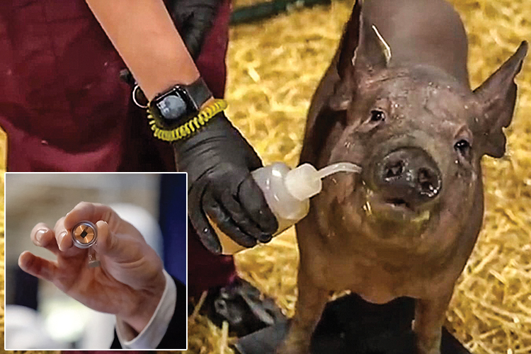 Dorothy, one of the pigs being in used in Neuralink¿s research. Photo: YouTube Dorothy, one of the pigs being in used in Neuralink¿s research. Photo: YouTube