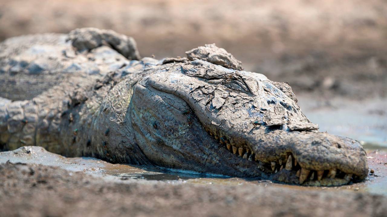 jacaré morto em incêndio