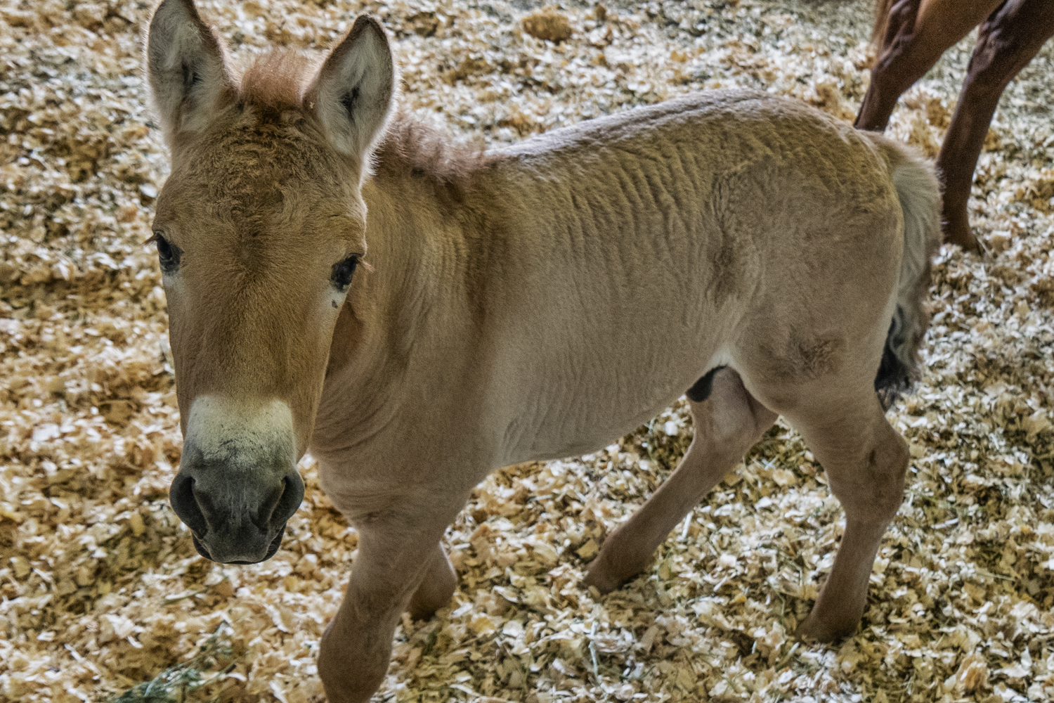 Przewalkski_Foal-Profile_082820.jpg
