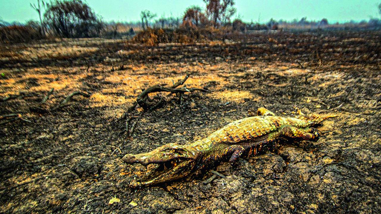 DESTRUIÇÃO - Jacaré morto: a maior tragédia da história do Pantanal -