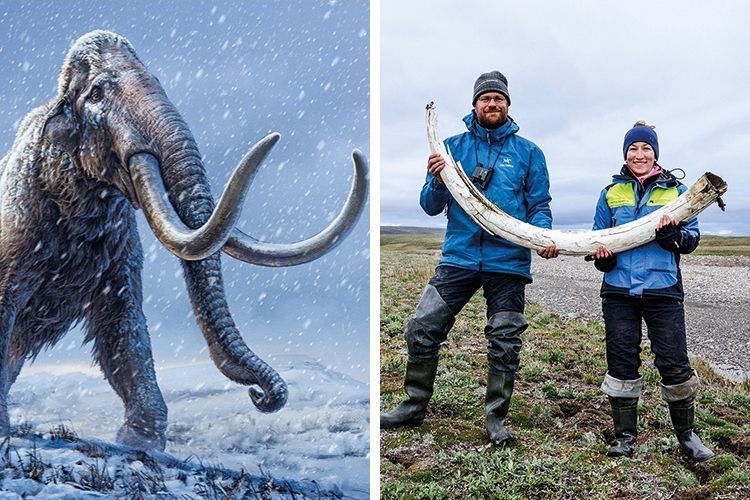 ONTEM E HOJE - Mamutes da Sibéria e os paleontólogos que estudam os animais desaparecidos: DNA anterior ao Homo sapiens -