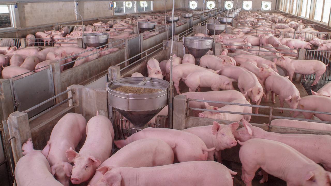 Porcos amontoados em uma fazenda