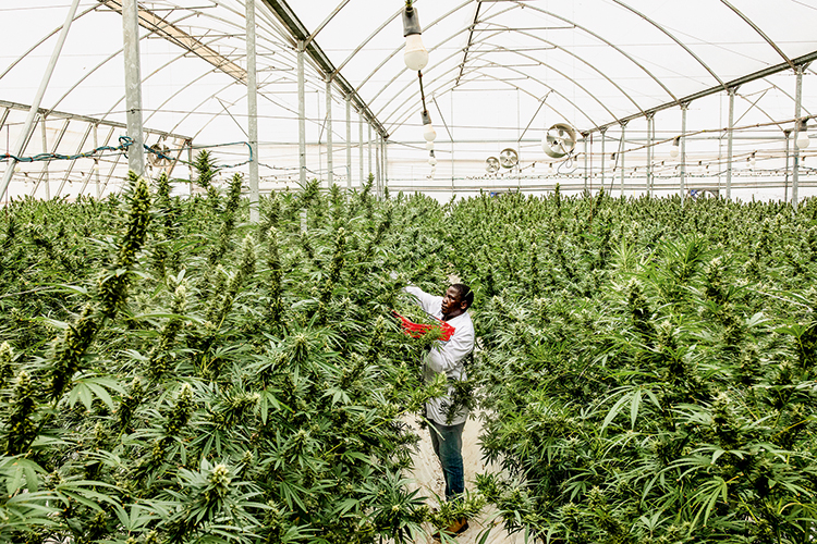 GettyImages-1284965646.jpg MADE IN UGANDA - Plantação em Kasese: maconha produzida para exportação enquanto o uso continua proibido -