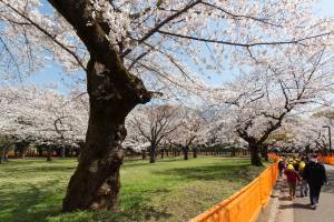 TOKYO, JAPAN - 2021/03/26: People walk past a fence put up to avoid people from gathering for Hanami parties under the cherry blossoms in Yoyogi Park.Though Tokyo lifted its Coronavirus State of Emergency at midnight on March 21st the annual Hanami, cherry blossom parties and other gatherings of large number of people are still limited and discouraged. (Photo by Damon Coulter/SOPA Images/LightRocket via Getty Images)