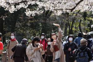 TOKYO, JAPAN - 2021/03/26: A woman takes a photo of Sakura blossoms inside Inokashira Park.Hanami (Japanese custom for viewing the beauty of flowers) picnics have been prohibited inside Inokashira park as an effort to curb the spread of the Covid19 (coronavirus) disease. (Photo by Stanislav Kogiku/SOPA Images/LightRocket via Getty Images)