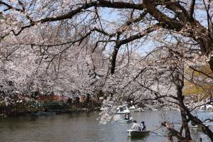 TOKYO, JAPAN - 2021/03/26: Visitors of Inokashira Park enjoy boating during Cherry blossom viewing (Hanami) season marked by Covid-19 pandemic.Hanami (Japanese custom for viewing the beauty of flowers) picnics have been prohibited inside Inokashira park as an effort to curb the spread of the Covid19 (coronavirus) disease. (Photo by Stanislav Kogiku/SOPA Images/LightRocket via Getty Images)