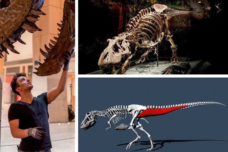 Rex- RECONSTITUIÇÃO - O biomecânico Van Bijlert e o fóssil de Trix: modelo 3D permitiu estimar a velocidade do tiranossauro -