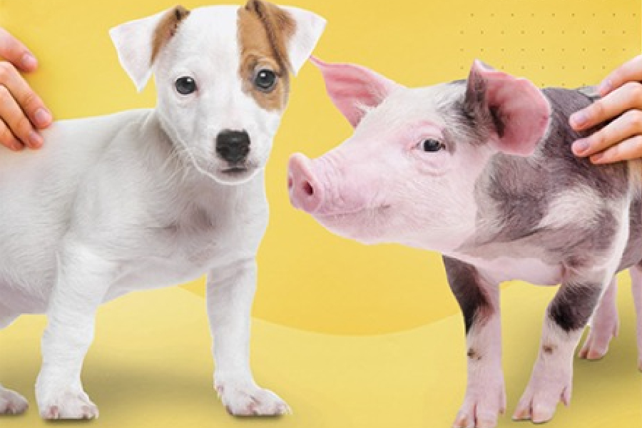 vegano