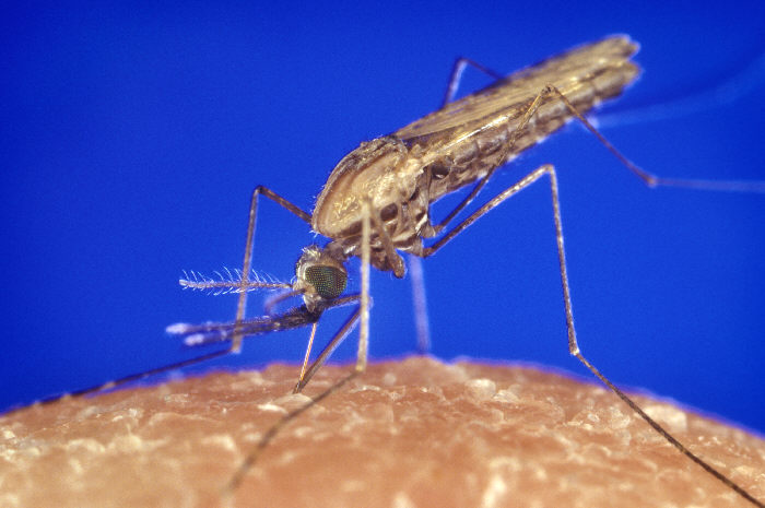 Anopheles