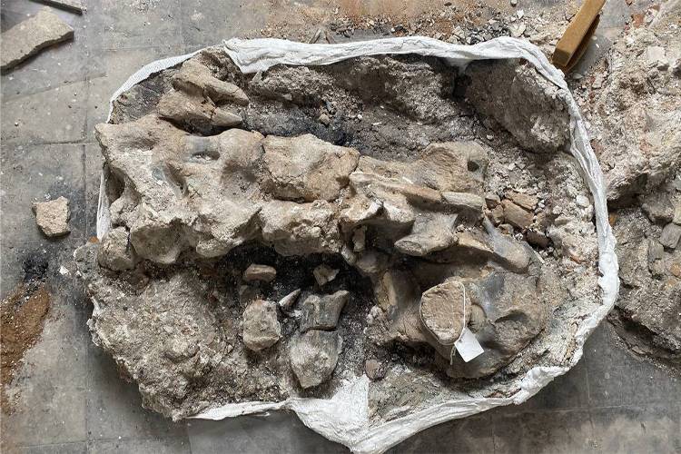 Museu Nacional resgata fósseis de dinossauro de 80 milhões de anos