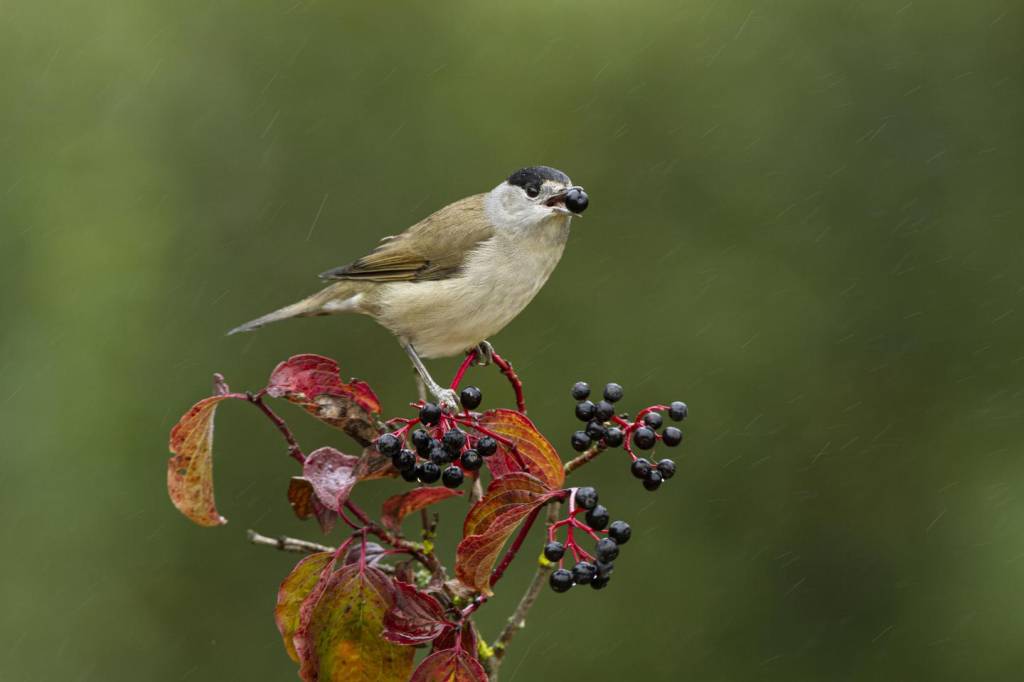 Para adaptação climática, aves levam sementes para a direção errada