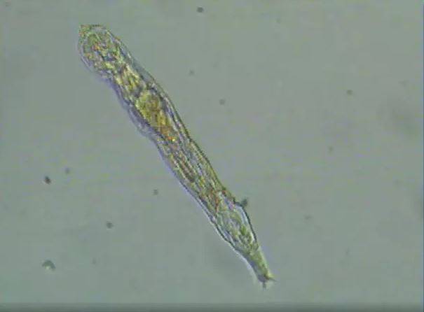 Animal microscópico de 24 mil anos “ressuscita” e se reproduz na Sibéria