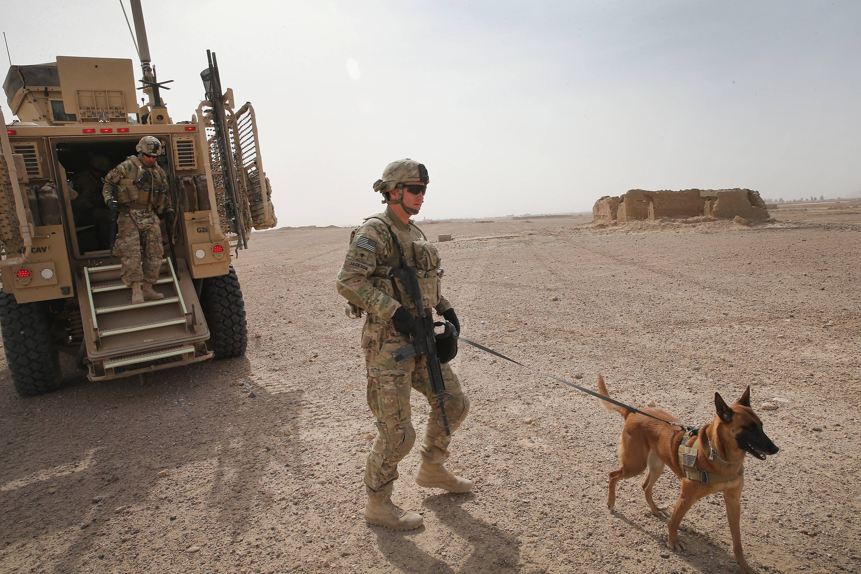 ONG afirma que EUA abandonaram cães militares no Afeganistão