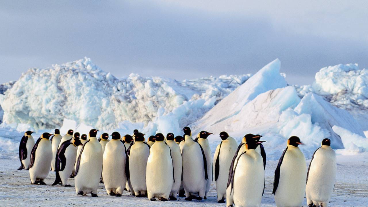 ESTABILIDADE - Os adoráveis pinguins-imperadores: eles precisam de gelo firme para viver -