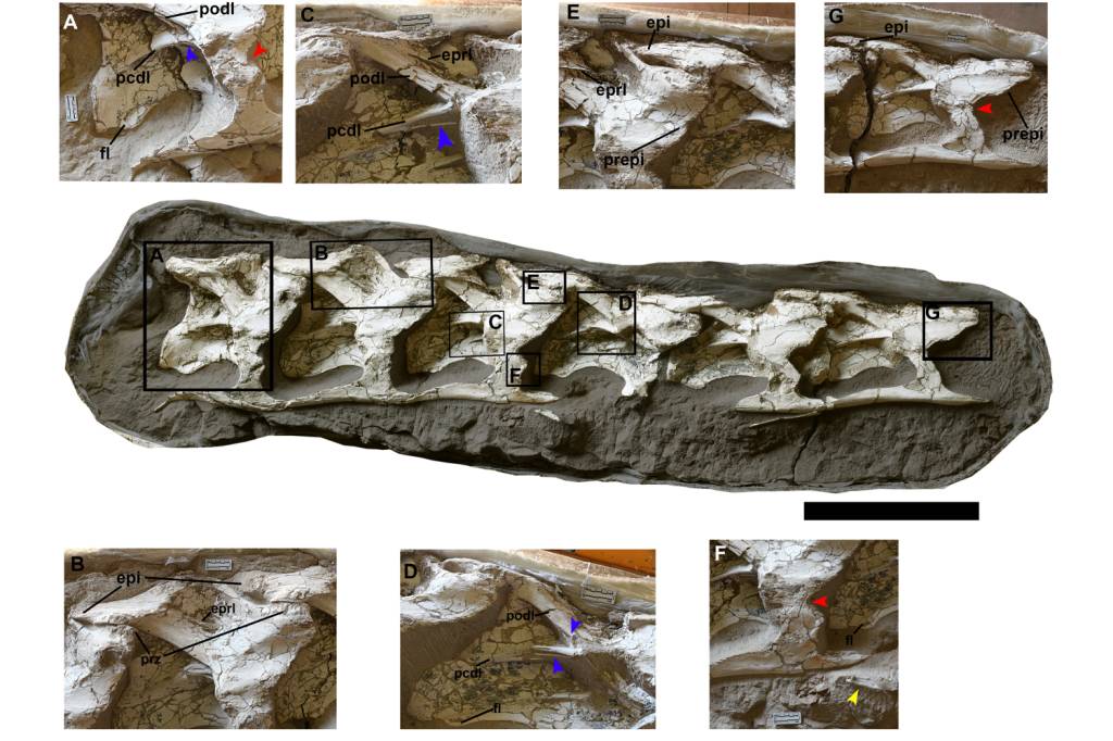 Silutitan Vértebras do dinossauro Silutitan sinensis, descoberto por pesquisadores do Museu Nacional do Rio de Janeiro e do Institute of Vertebrate Paleontology and Paleoanthropology