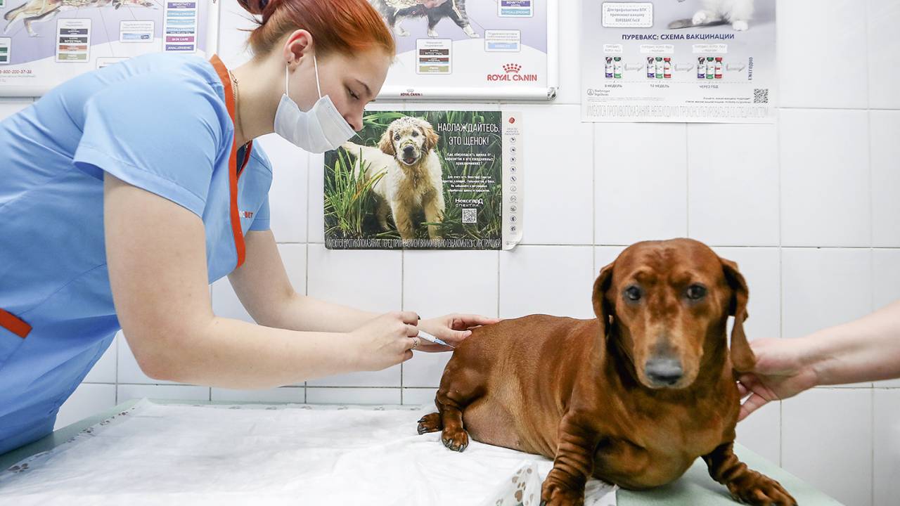 BRAVURA CANINA - Dachshund toma sua dose na Rússia: o país iniciou a campanha de proteção em abril deste ano -