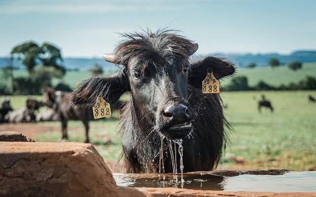 Abandono de búfalas de Brotas pode motivar criação de santuário
