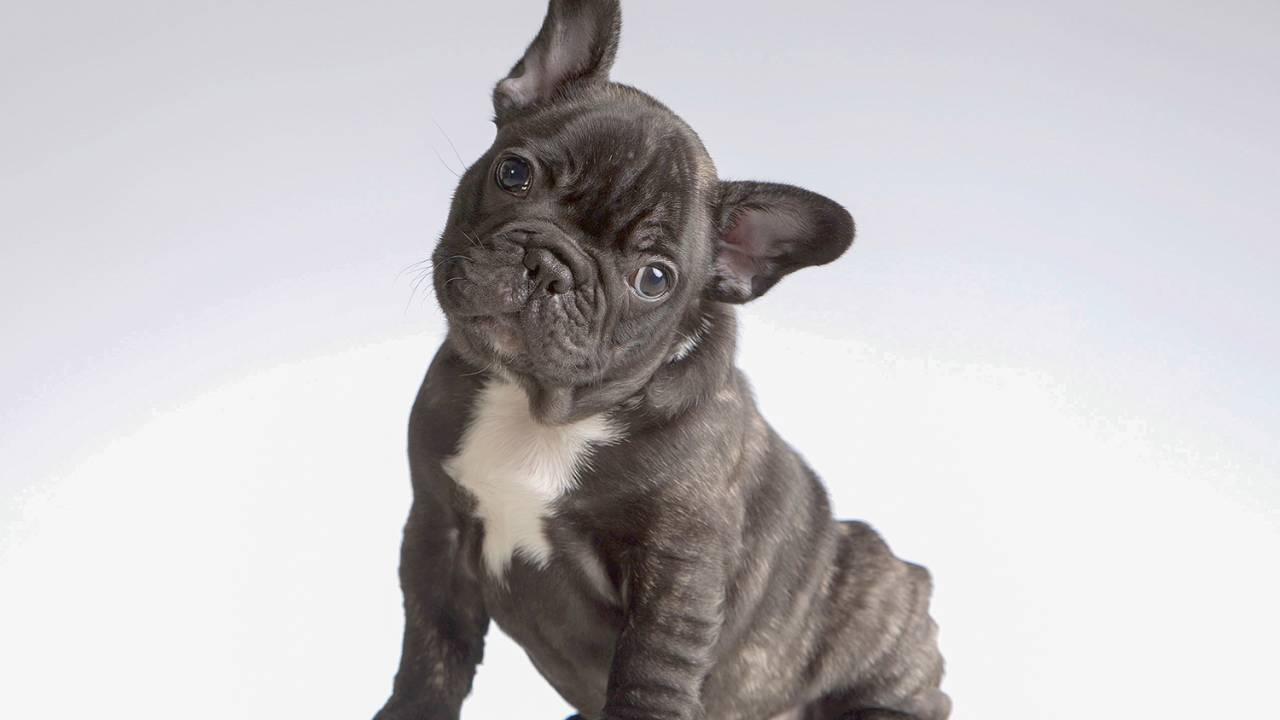 QUEM RESISTE? - Hashtags #frenchie e #frenchielove: com tudo nas redes -