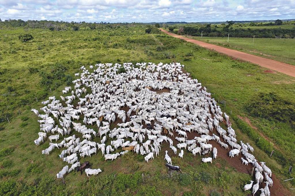 GADO-PF-MT-OPERACAO-RES-CAPTA-2022-78.jpg PAISAGEM - Gado na terra indígena: ocupação ilegal ampliou o desmatamento -