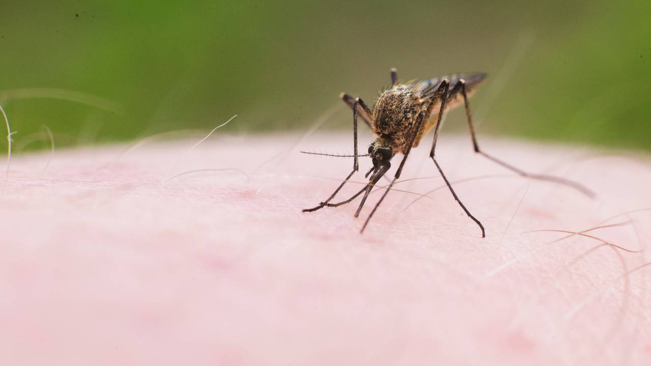 Mosquito pica uma pessoa e suga o sangue