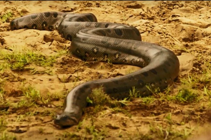 cobra .