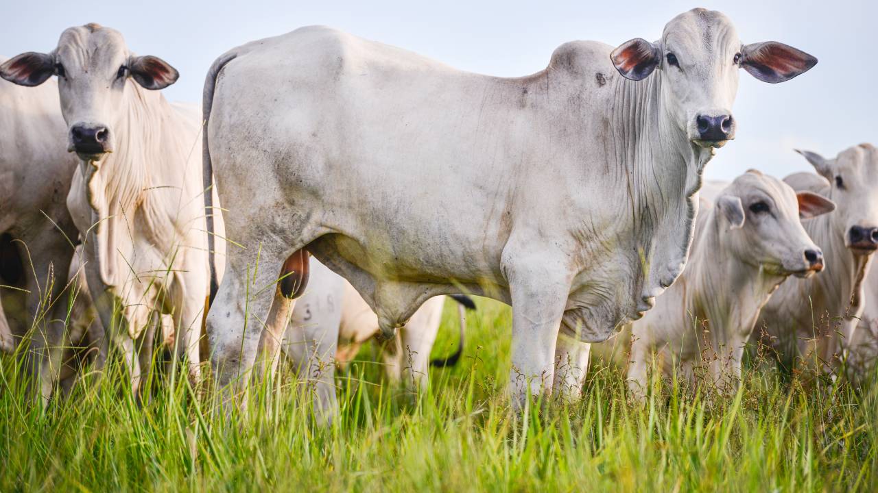 Nellore cattle portrait - farm pasture area in the background.