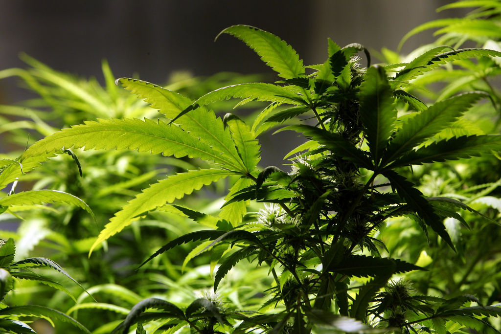 Fumar maconha mais de uma vez por mês já aumenta o risco de infarto antes dos 50 anos -