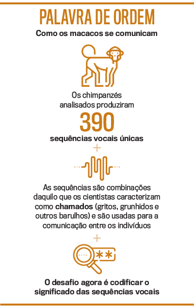 arte chipanz&eacute;