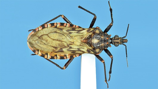 Visão dorsal do espécime macho de Panstrongylus noireaui