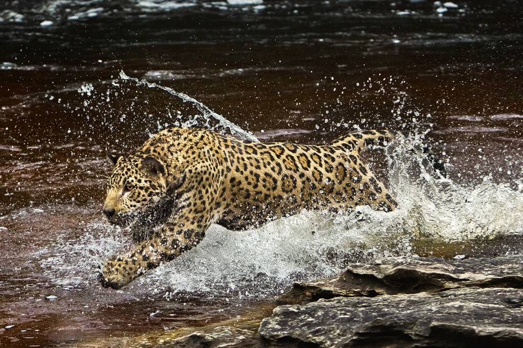 2-ARAQUEM-_79H1002.jpg INDOMÁVEL - Onça na Amazônia: grande imagem feita em frações de segundo -