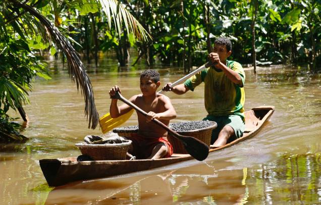 Jovens transportanto Açaí em um pequeno barco na Amazônia, proximidades de Manaus, 17/05/2020. Jovens transportanto Açaí em um pequeno barco na Amazônia, proximidades de Manaus, 17/05/2020.