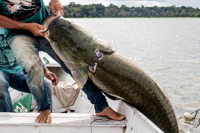 Instituto Mamirauá de Desenvolvimento Sustentável mostrando um pescador retirando um grande peixe Pirarucu (Arapaima gigas) na Reserva Amana, no Estado do Amazonas, em 27/11/2018. Instituto Mamirauá de Desenvolvimento Sustentável mostrando um pescador retirando um grande peixe Pirarucu (Arapaima gigas) na Reserva Amana, no Estado do Amazonas, em 27/11/2018.