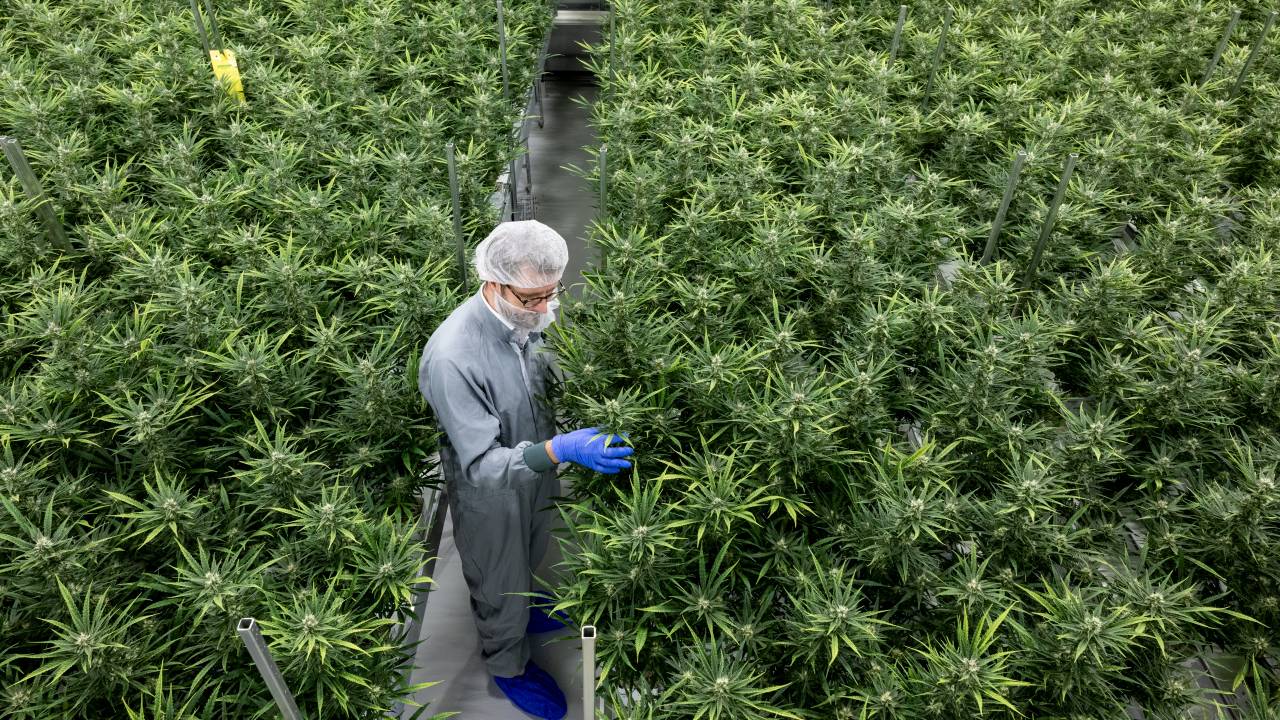 15 June 2022, Saxony-Anhalt, Leuna: Axel Gille, President of Aurora Europe, inspects cannabis plants in a flowering room of the production facility at the Leuna Chemical Park. The pharmaceutical company Aurora is the only company in Saxony-Anhalt to have delivered its first medical cannabis to the German Cannabis Agency. Photo: Hendrik Schmidt/dpa (Photo by Hendrik Schmidt/picture alliance via Getty Images)