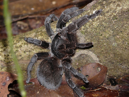A aranha Acanthoscurria atrox, espécie de tarântula que protagonizou o primeiro caso de biopirataria documentado no Brasil