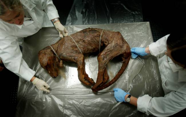 A whole preserved body of a thylacine, also known as the Tasmanian Tiger, which (AUSTRALIA OUT) A whole preserved body of a thylacine, also known as the Tasmanian Tiger, which will be on display at the National Museum of Australia, Canberra, in an exhibition called Captivating and Curious which opens in December, 24 November 2005. SMH NEWS Picture by CHRIS LANE (Photo by Fairfax Media via Getty Images/Fairfax Media via Getty Images via Getty Images)