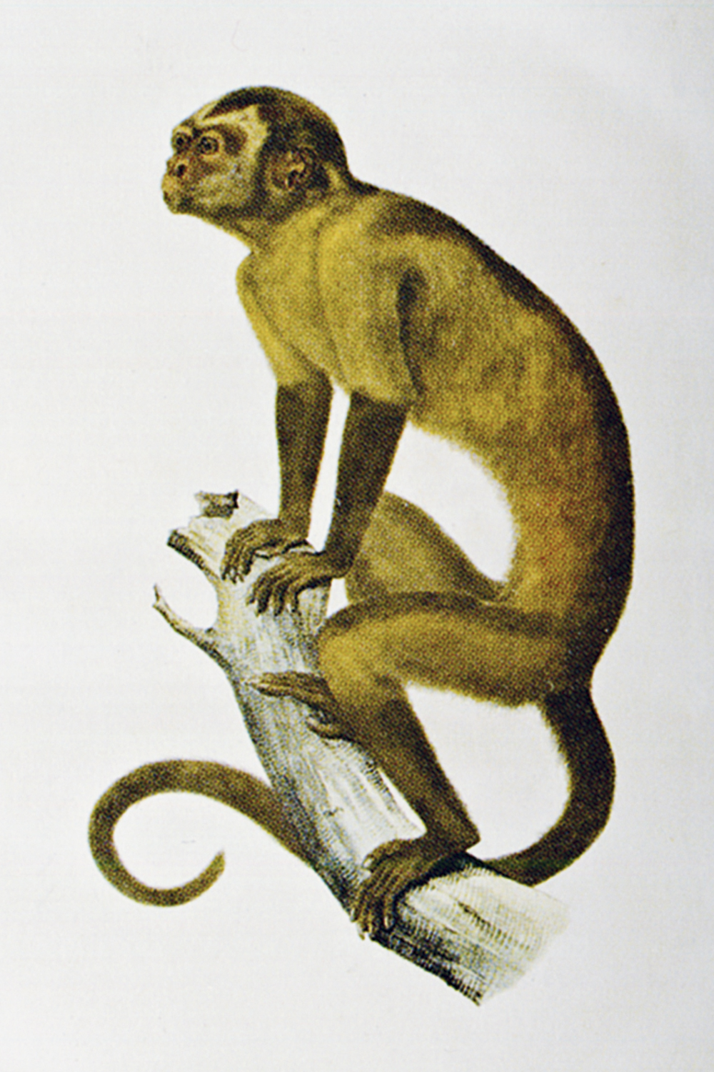 MACACO-BRASILIANA-PAG-236_2.jpg CEBUS MACROCEPHALUS - Mamífero: eterno fascínio dos viajantes estrangeiros no Brasil -