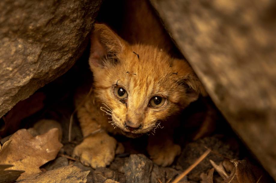 Gatinho sobrevivente se esconde em rochas na Floresta Nacional de Klamath, a noroeste de Yreka, Califórnia, em 31/07/2022.