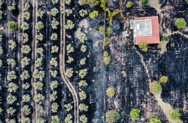 Vista aérea mostra campos de oliveiras queimados durante um incêndio florestal em Megara, `a oeste de Atenas, em 20/07/2022. Vista aérea mostra campos de oliveiras queimados durante um incêndio florestal em Megara, `a oeste de Atenas, em 20/07/2022.