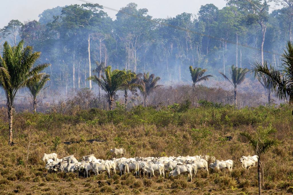 O novo grande negócio que envolve reflorestar a Amazônia
