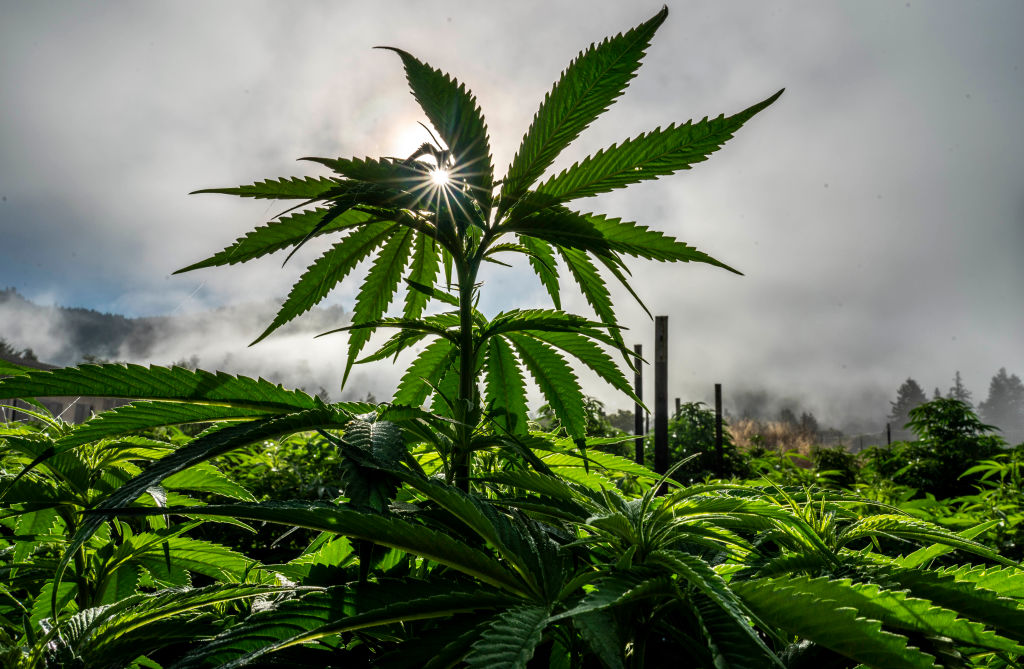 Iniciativa do governo do estado da Pensilvânia vai perdoar cidadãos condenados por porte ou consumo de maconha -