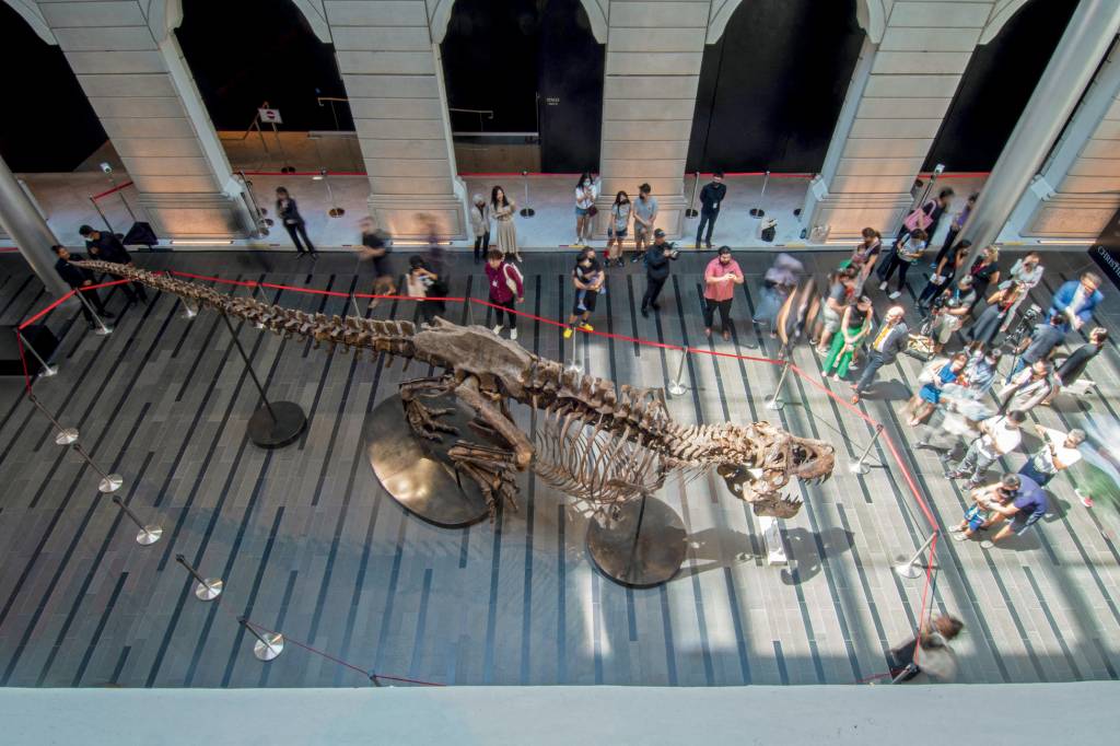 SINGAPORE-TYRANNOSAURUS REX-EXHIBITION FALSO? - Tiranossauro Shen: leilão cancelado pela suspeita de sua autenticidade -