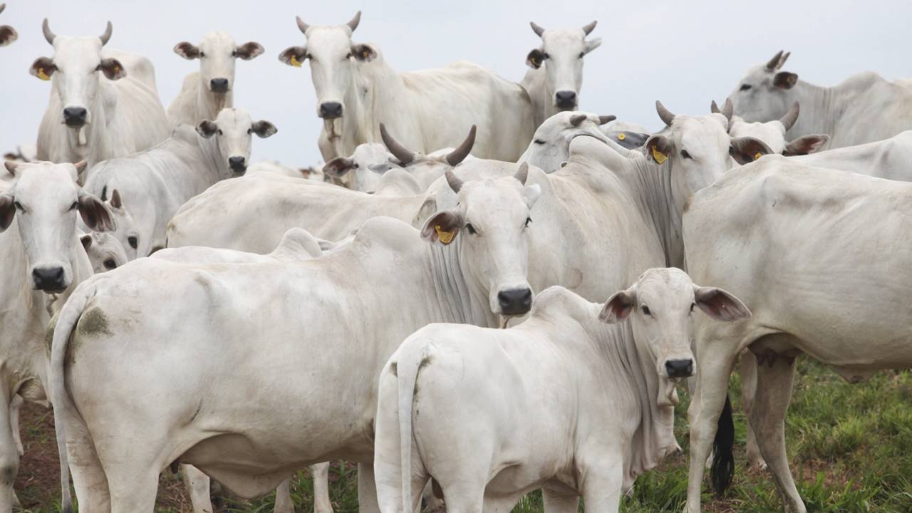 NO PASTO - Gado de corte no campo: a pecuária libera gases de efeito estufa -