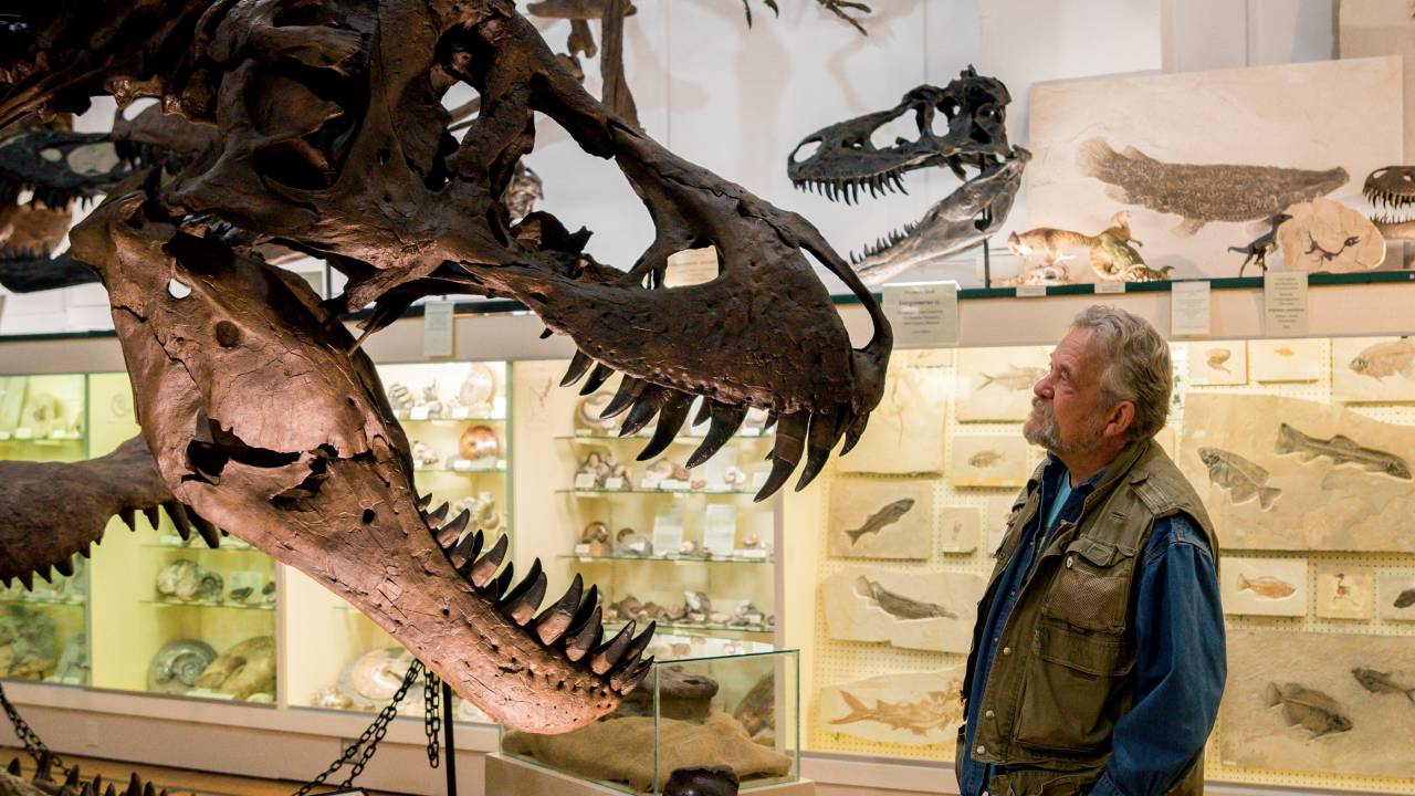 EM EXPOSIÇÃO - O cientista Peter Larson observa uma cópia do tiranossauro Stan: lugar de dinossauro é no museu -