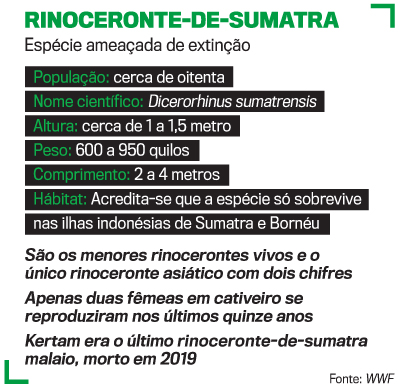 arte Rinoceronte