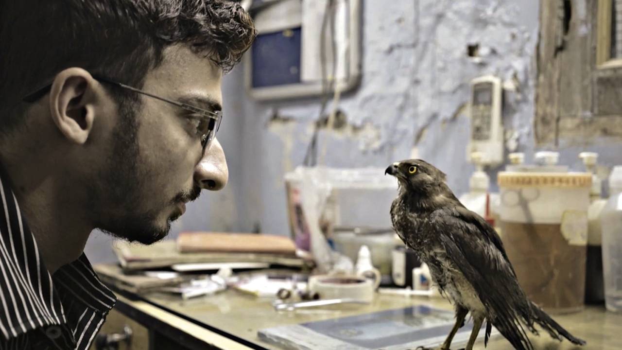 DOCUMENTÁRIO - A ave e seu salvador: filme ecológico leva Índia ao Oscar -