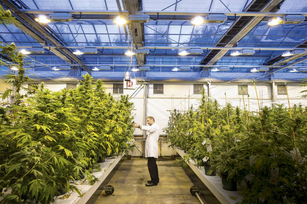 GettyImages-1055743268.jpg BOM NEGÓCIO - Fábrica da GW: maior produtora de Cannabis medicinal do planeta -