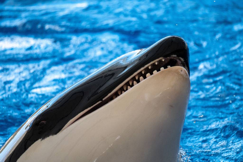 An orca or killer whale (Orcinus orca) showing its teeth