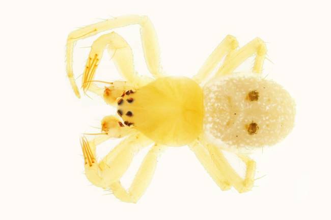 image1 Indivíduo macho da aranha 'Abba transversa', descrita pelo brasileiro Pedro Castanheira e pelo alemão Volker Framenau