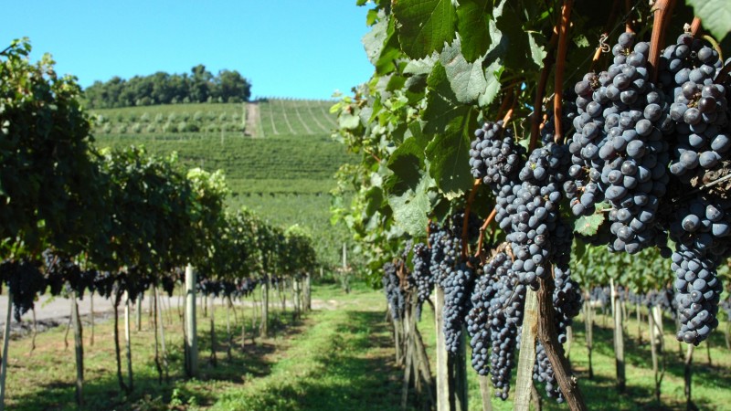 Justiça dá mais 90 dias para PF investigar vinícolas por trabalho escravo